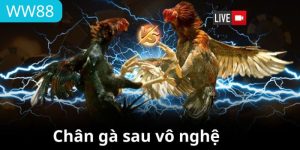 Avt cách vô nghệ cho chân gà đá